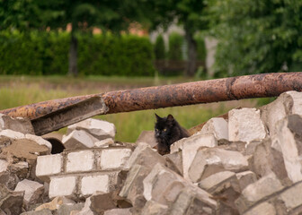 landscape with black cats, fragments of white brick ruins on a background of green grass, cloudy weather