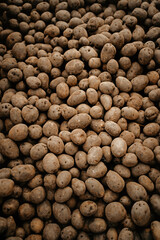 top view of freshly riped potatoes