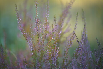 Heide Landschaft im Sommer mit grün und lila farbebner Natur