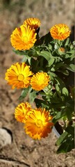 Calendula Flower blooms