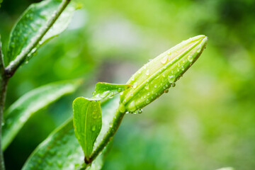 Lily flowers growth in the garden. Shallow depth of field.