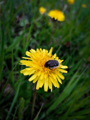 bee on dandelion