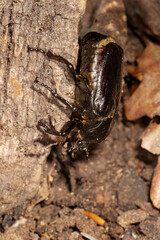 The close-up of Osmoderma eremita, the hermit beetle or Russian leather beetle