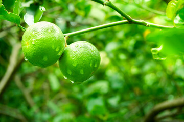Fresh green limes raw lemon hanging on tree with water drop at garden, limes cultivation