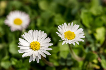Obraz premium daisy in the grass