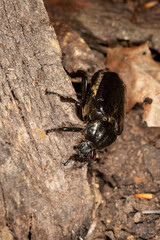 The close-up of Osmoderma eremita, the hermit beetle or Russian leather beetle