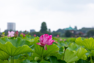 上野不忍池のハス