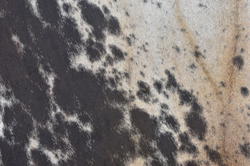cow skin texture background, cow leather with fur background
