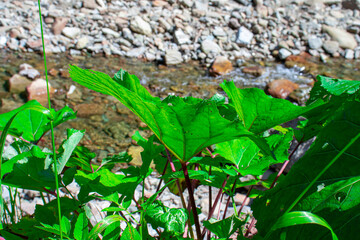 Close up view of fresh green leaves and beautiful mountain river on the background. Stones in the mountain river. The Carpathian mountains.