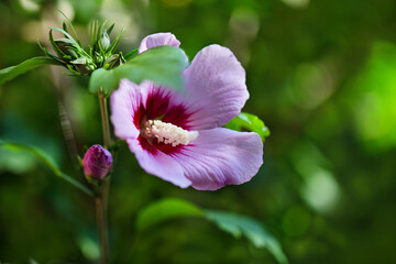 Pink hibiscus flower in garden on green background 