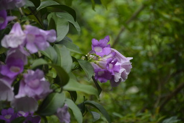 purple flowers in the garden