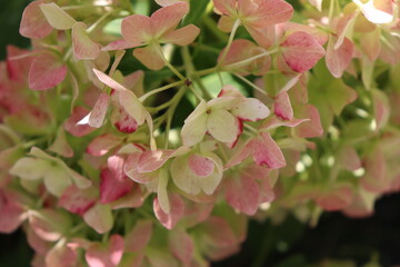 pink and white flowers