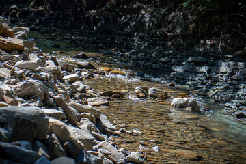 Beautiful mountain river. Stones in the mountain river. The Carpathian mountains.