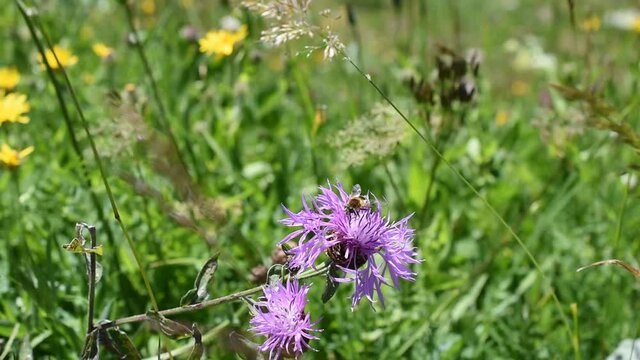 Closeup of a honey bee on the flower of brown knapweed