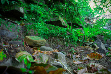 The rocky mountain foot covered with moss. Bottom view. The Carpathian mountains.