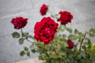 Red rose in a park with shallow depth of field AM