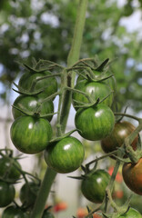 A close up of ripening dark green striped cherry tomatoes of the 'Forte Akko F1' variety (an early tomato hybrid) on the bush in greenhouse