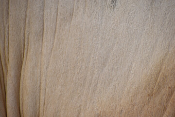 cow skin texture background, cow leather with fur background