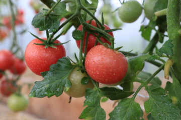 Ripe pink tomatoes of the 'Forte Rose F1' variety (an early tomato hybrid) in greenhouse, close-up, selective focus, blurred background