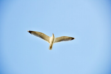 seagull bosphorus istanbul
