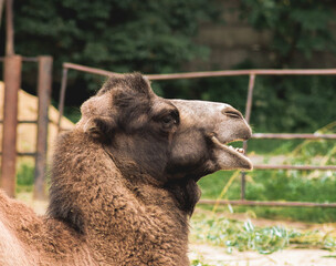 camel close up