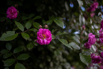 Purple flower on a bush with shallow depth of field AM