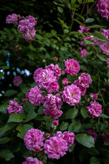 Bunch of pink flowers on a bush AM