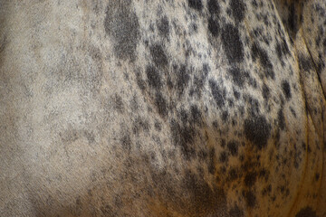cow skin texture background, cow leather with fur background