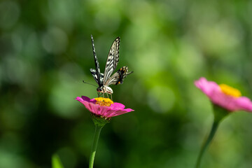 花にとまるアゲハチョウ