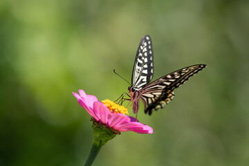 Obraz na płótnie Canvas 花にとまるアゲハチョウ
