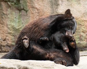 じゃれ合うツキノワグマ