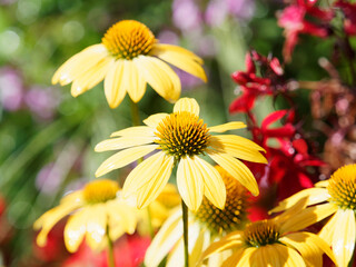 Rudbeckia ou echinacea 'Sunseekers yellow' - Rudbéckie ou échinacée à fleur jaune vif avec cône central orange doré