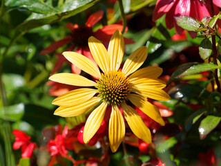 Rudbeckia ou echinacea 'Sunseekers yellow' - Rudbéckie ou échinacée à fleur jaune vif avec cône central orange doré