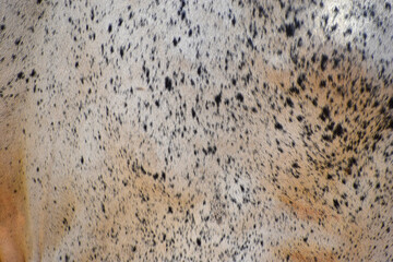 cow skin texture background, cow leather with fur background