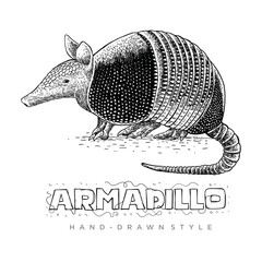 vector of a armadillo. hand drawn animal illustrations looking realistic