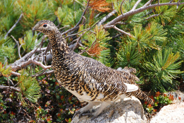 a snow grouse, a ptarmigan @ Japan alps mountains / ライチョウ(メス)と初夏 ＠北アルプス