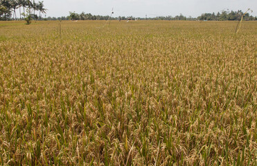 Golden Paddy Field at Bali