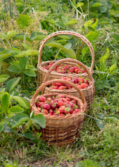 Fototapeta na wymiar landscape with juicy strawberries in a wicker basket, green grass background, summer