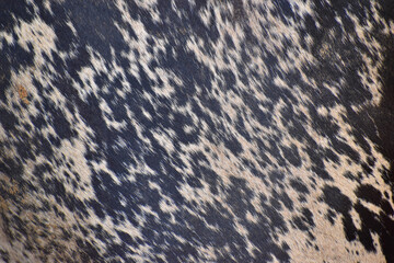 cow skin texture background, cow leather with fur background