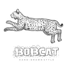 bobcat vector is running fast. hand drawn animal illustration