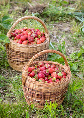 landscape with juicy strawberries in a wicker basket, green grass background, summer
