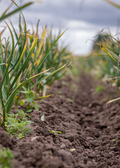 landscape with green garlic leaves on a background of cultivated land, summer