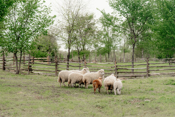 sheeps walking in an enclosure at a farm