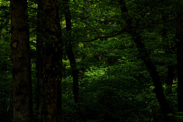 Fototapeta premium Beautiful green summer thick forest landscape with bright sunshine through the trees.