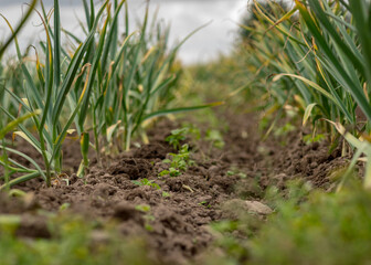 Obraz premium landscape with green garlic leaves on a background of cultivated land, summer