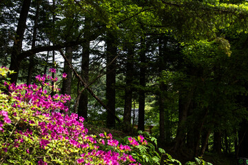 Beautiful green summer thick forest landscape with bright sunshine through the trees.