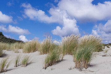 Fototapeta na wymiar Sandy Dunes On The Coast Of North Sea in Scheveningen Near Hague Netherlands Europe.