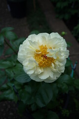 White Flower of Peony in Full Bloom
