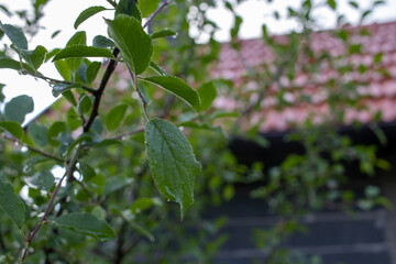 Close up shot of leaves after rain with rain drops on them and shallow field of depth