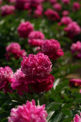 Double-petal, Light Pink Flower of Peony in Full Bloom

